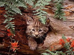 Bobcat Kitten in Hollow Log